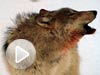 Wolf Gray Druid video snapshot.