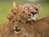 Photo: A lioness, Ma di Tau, cuddles with her two cubs