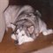 Alsakan Malamute name Romo after Tony Romo QB of the Dallas Cowboys. Wants to see football next month. Is tired of all this mess about the lockout. I am bored!!!