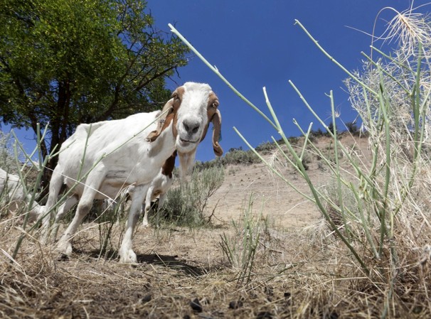 A goat provides weed control in Boise, Idaho, July 20, 2011.