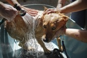 A helping paw for working dogs