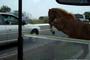 Assateague 'Pony Patrol' wrangle rebellious horses