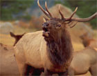 Photo of an elk