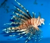 Adult Lionfish - credit James Morris (NOAA) - click to enlarge