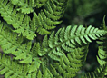 Ferns