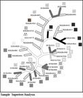 Sample Supertree Analysis 