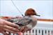 Eurasian Wigeon with satellite transmitter attached 