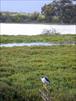 How healthy is this estuary? Photo: Kevin Lafferty, USGS 