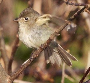 Least Flycatcher 