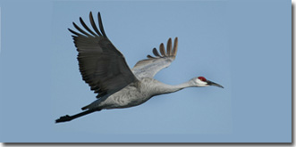 Sandhill Crane Drawing Information