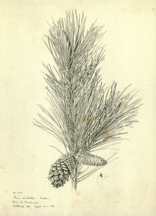 Pinus contorta_3371