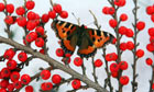 Week in wildlife : A butterfly sits on red berries between snow showers in the Scottish Borders