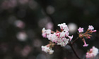 Signs of spring arrive early for the UK : Blossom in Greenwich Park in London