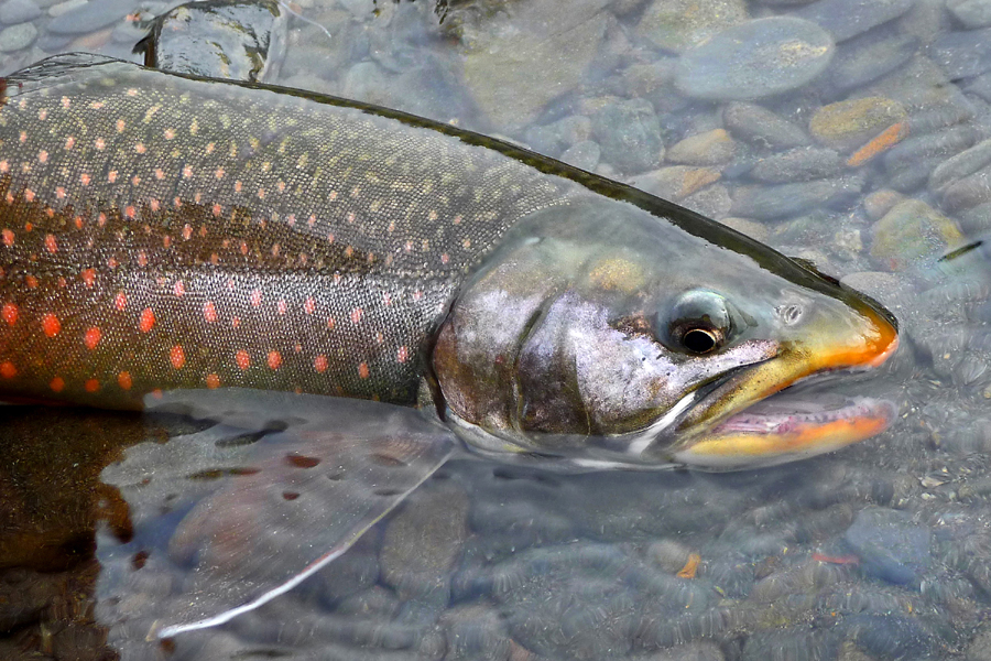 Dolly Varden char. Photo courtesy of Vernon Orange.