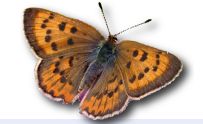 Butterflies of California [Image: Art Shapiro Butterfly Site]