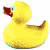 rubber duck