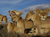 Photo: A pride of lions in the Serengeti