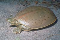 Eastern Spiny Softshell Turtle