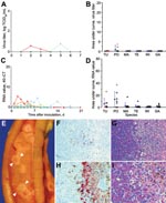 Thumbnail of Mean cloacal excretion of highly pathogenic avian influenza virus (H5N1) by wild ducks by A) virus isolation and C) reverse transcription–PCR (RT-PCR). Legend for panels A–D as in Figure 2. E) Pancreas showing multiple foci of necrosis (between arrowheads) in a pochard. F) Pancreatic acinar cells in a pochard and H) hepatocytes in a tufted duck, showing the transition area between normal and necrotic tissue expressing abundant influenza virus antigen. G) Pancreatic lesions in a pochard and I) hepatic lesions in a tufted duck, characterized by sharp transition between normal tissue (left side of panels) and foci of necrosis and inflammatory cell infiltration (right side of panels). F, G original magnification ×50. H, I original magnification ×100. Tissues were stained either by immunohistochemistry that used a monoclonal antibody against the nucleoprotein of influenza A virus as a primary antibody (F, H) or with hematoxylin and eosin (G, I).