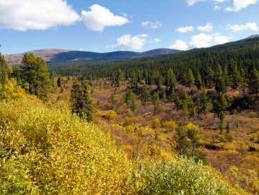 Protecting Canada's Boreal Forest