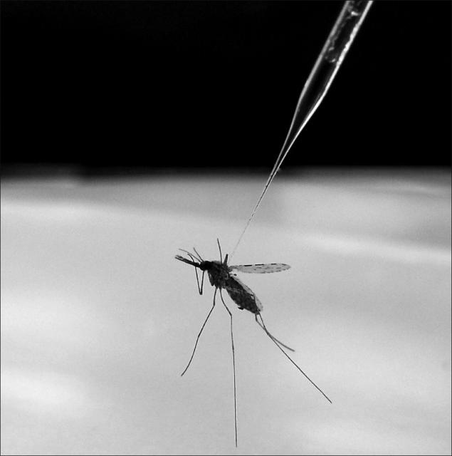 Mosquito That Causes Malaria