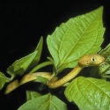 Boiga irregularis /Brown tree snake [Gordon Rodda]