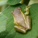 Osteopilus septentrionalis/Cuban tree frog [Cary Bass]