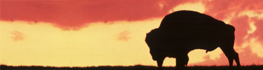 Bison Bull at Sunset