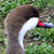 White-cheeked Pintail