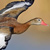 Black-bellied Whistling Duck