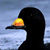 Black Scoter