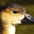 Fulvous Whistling Duck