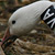 Greater Snow Goose