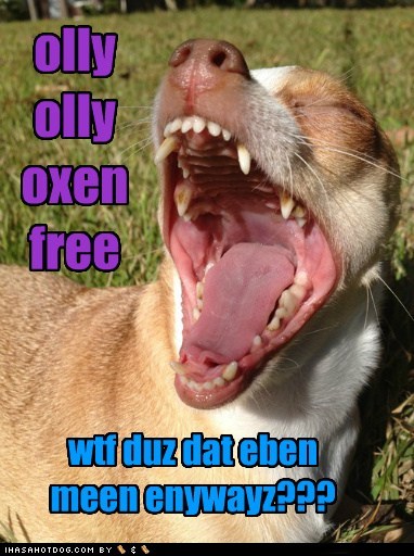 funny dog pictures - olly olly oxen free wtf duz dat eben meen enywayz???