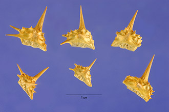 Photo of Tribulus terrestris L.