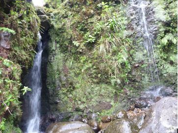 Waterfall Rainforest Koolau Mountains, O`ahu