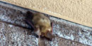 Pallid bat sleeping on a wall.