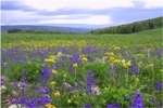 Uinta National Forest Image by Teresa Prendusi