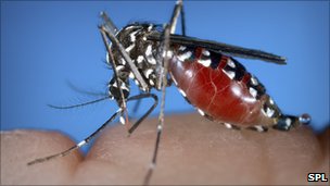 Asian Tiger mosquito