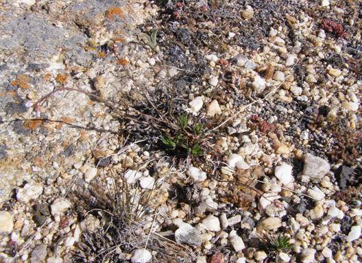 Fremont County Rockcress