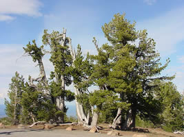 Whitebark Pine