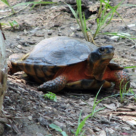 turtle,preservation,endangered