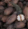 The Witchita pecan, developed in Texas back in the 1940s for more arid climate production, is one of a handful of pecan varieties that actually do well in California (it usually like a moister c...