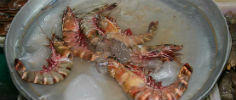 Invasive Black Tiger Shrimp On Rise in Gulf of Mexico