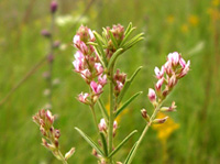 prairie bush clover 