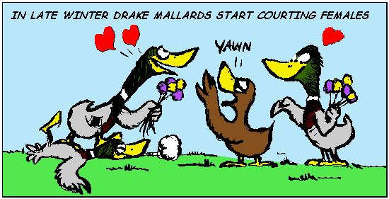 In late spring, mallards begin courting behavior