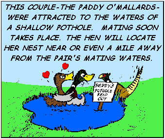 The mallard pair locates an isolated pothole in which to mate.