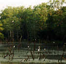 Birds in the water image.  USFWS photo.