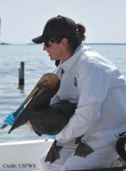 pelican rescue