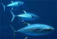 bluefin tuna photo